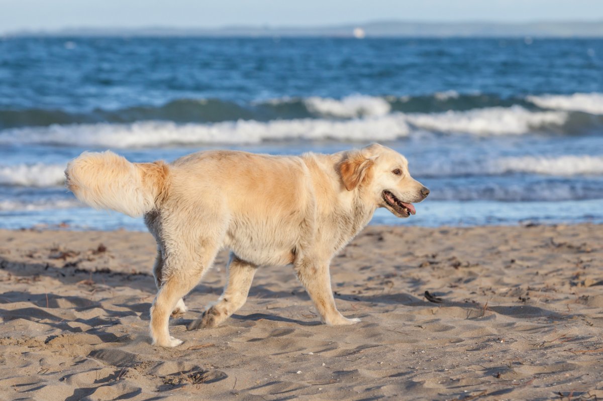 spiagge per cani 